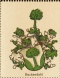 Wappen Buckendahl
